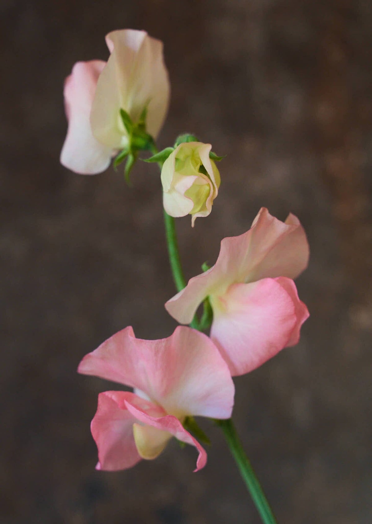 Ærteblomst 'Spring Sunshine Nancy' Seed 