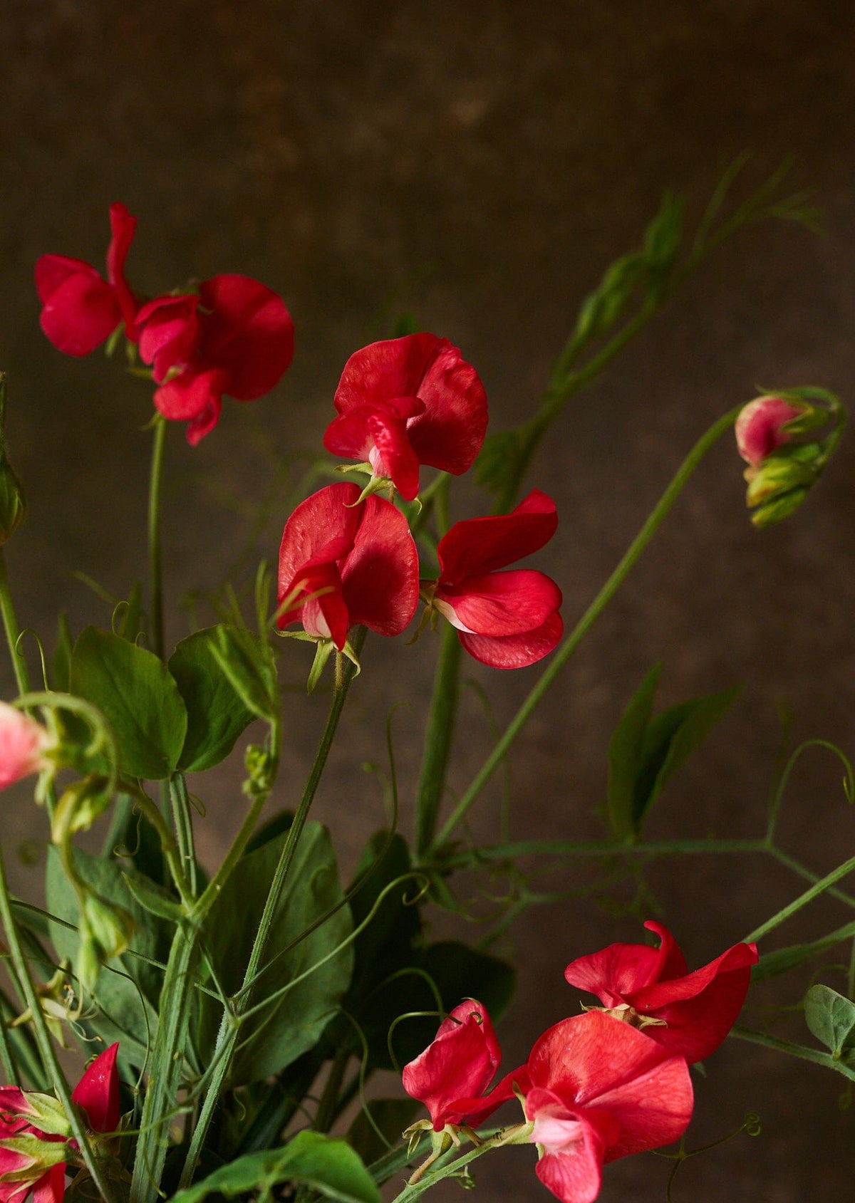 Ærteblomst 'Winston Churchill' Seed 