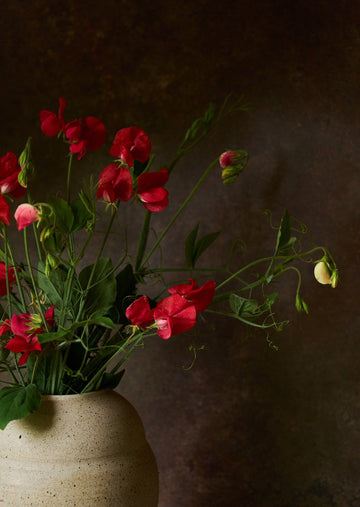Ærteblomst 'Winston Churchill' Seed 