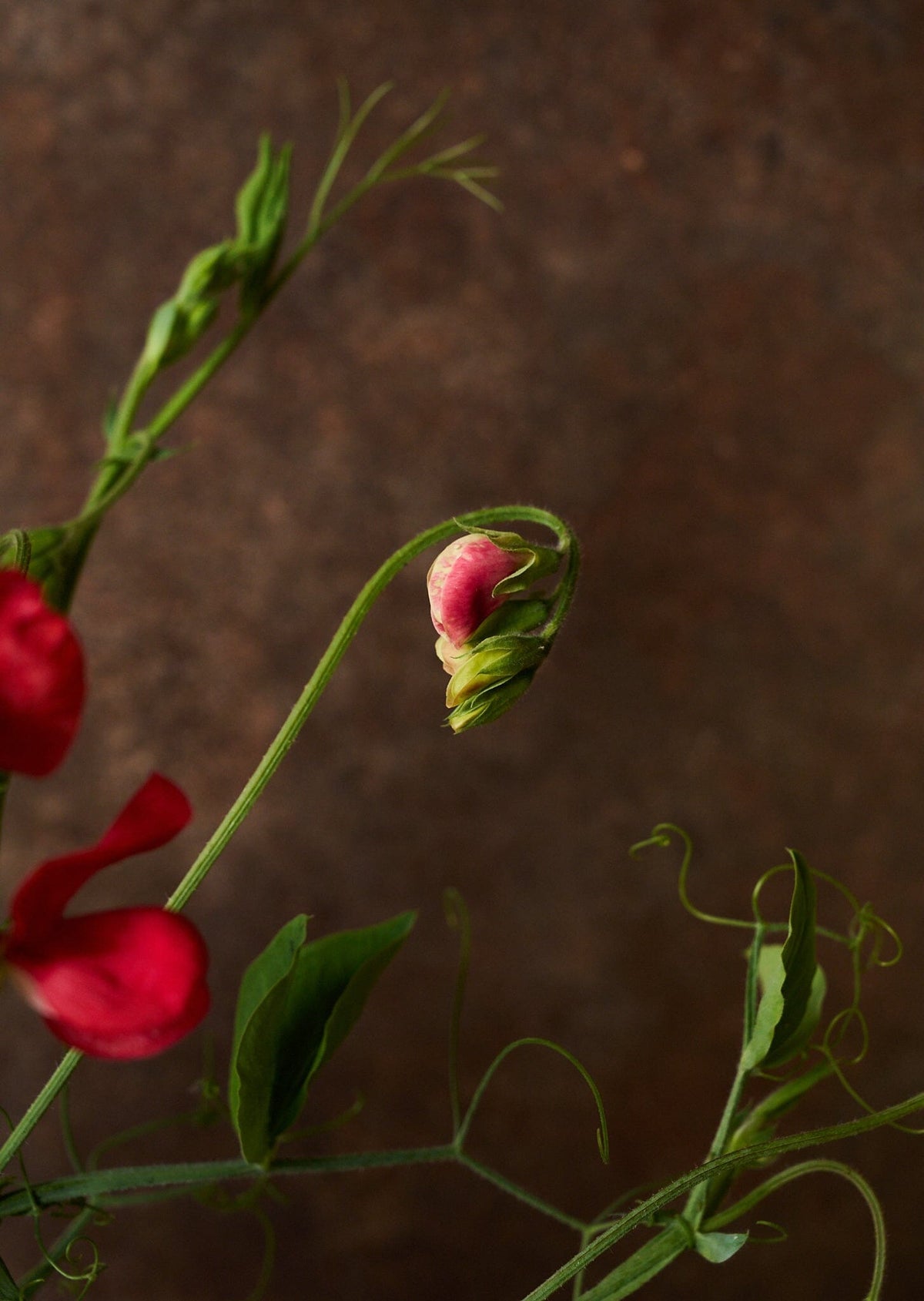 Ærteblomst 'Winston Churchill' Seed 