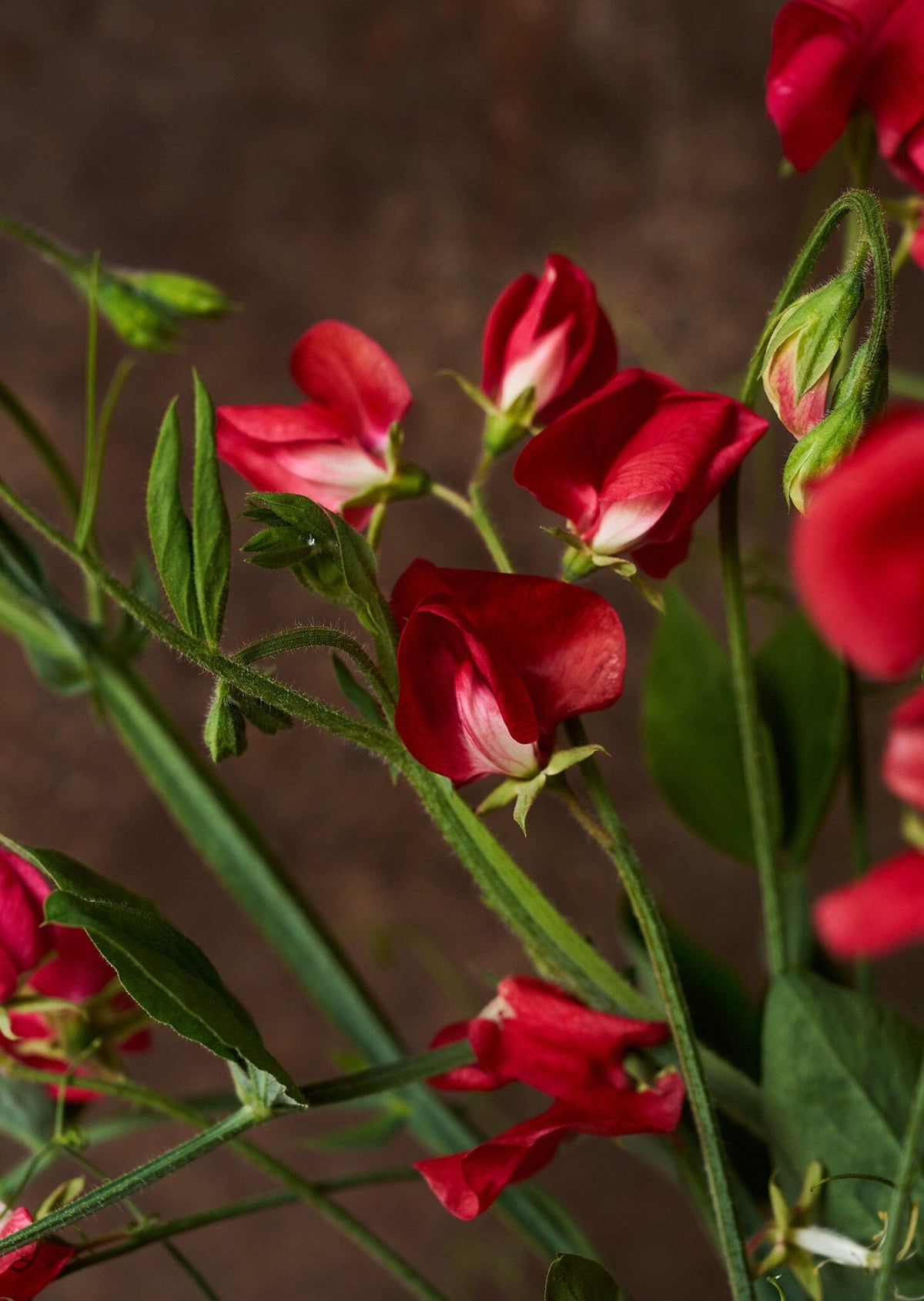 Ærteblomst 'Winston Churchill' Seed 