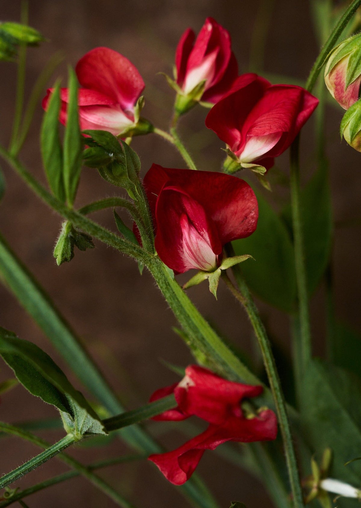 Ærteblomst 'Winston Churchill' Seed 