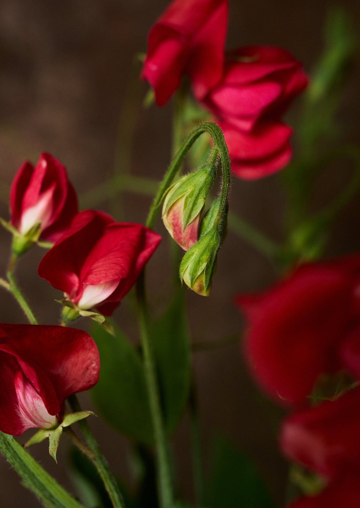 Ærteblomst 'Winston Churchill' Seed 