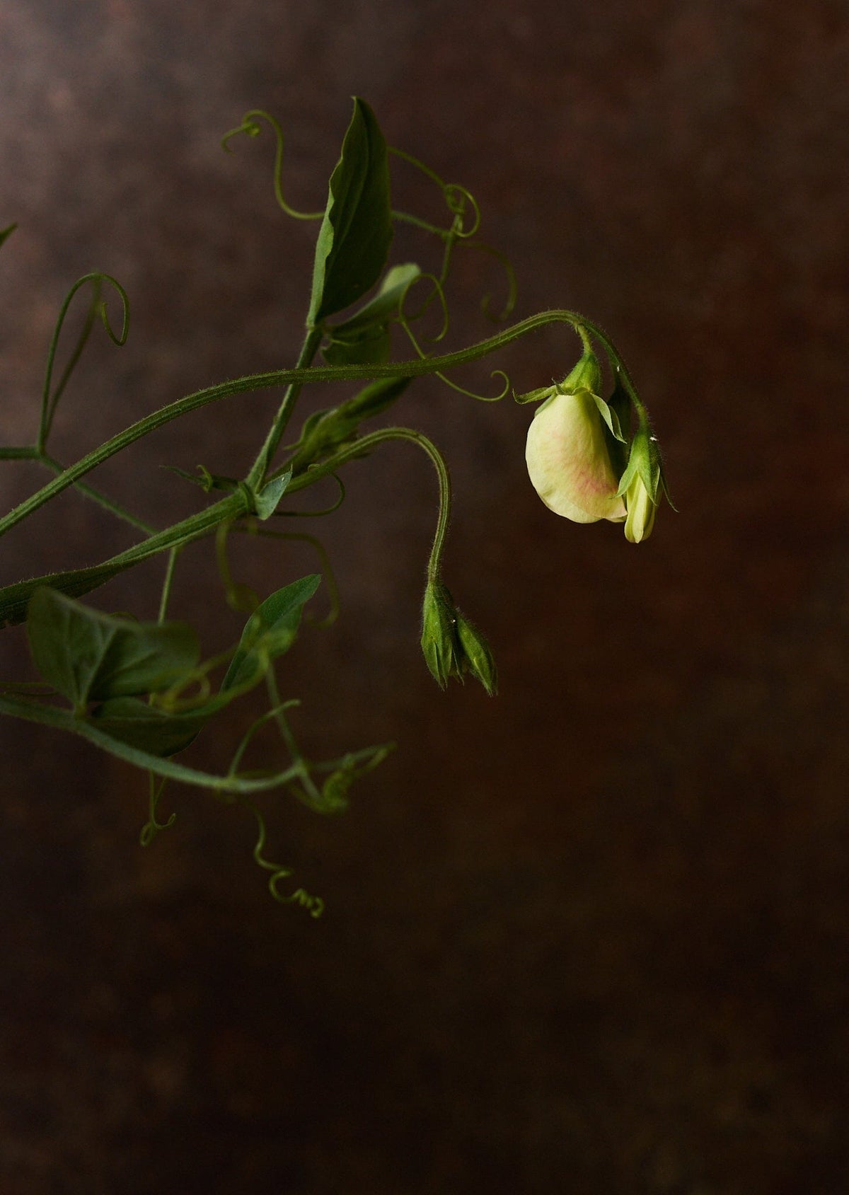 Ærteblomst 'Winston Churchill' Seed 