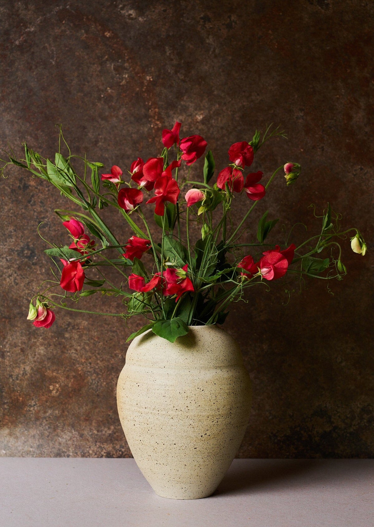 Ærteblomst 'Winston Churchill' Seed 