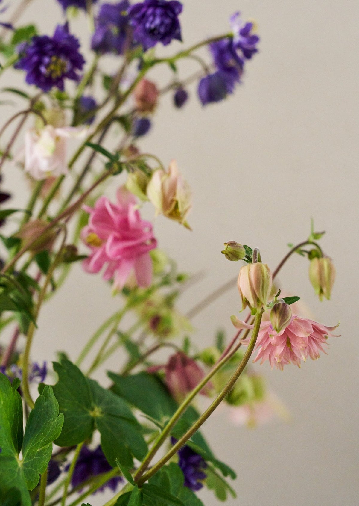 Akeleje 'Mixed Pearls' Seed 
