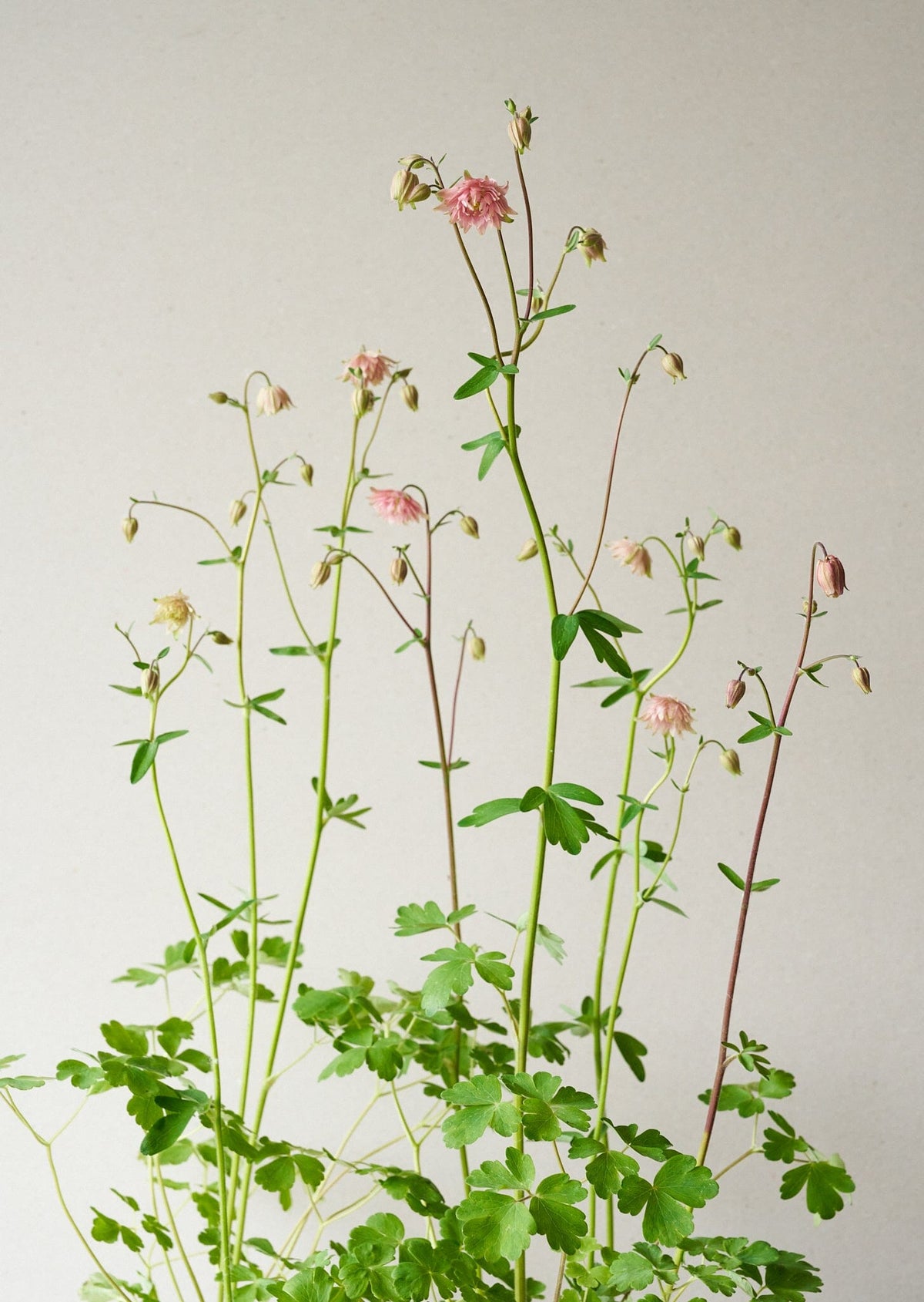 Akeleje 'Rose Barlow' Seed 