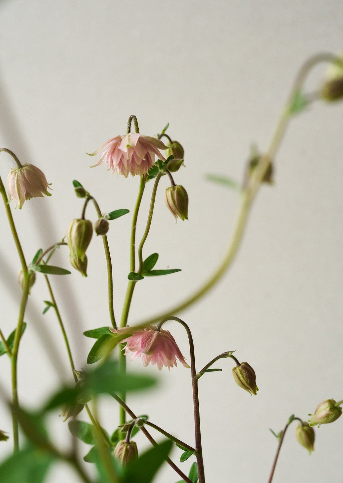 Akeleje 'Rose Barlow' Seed 