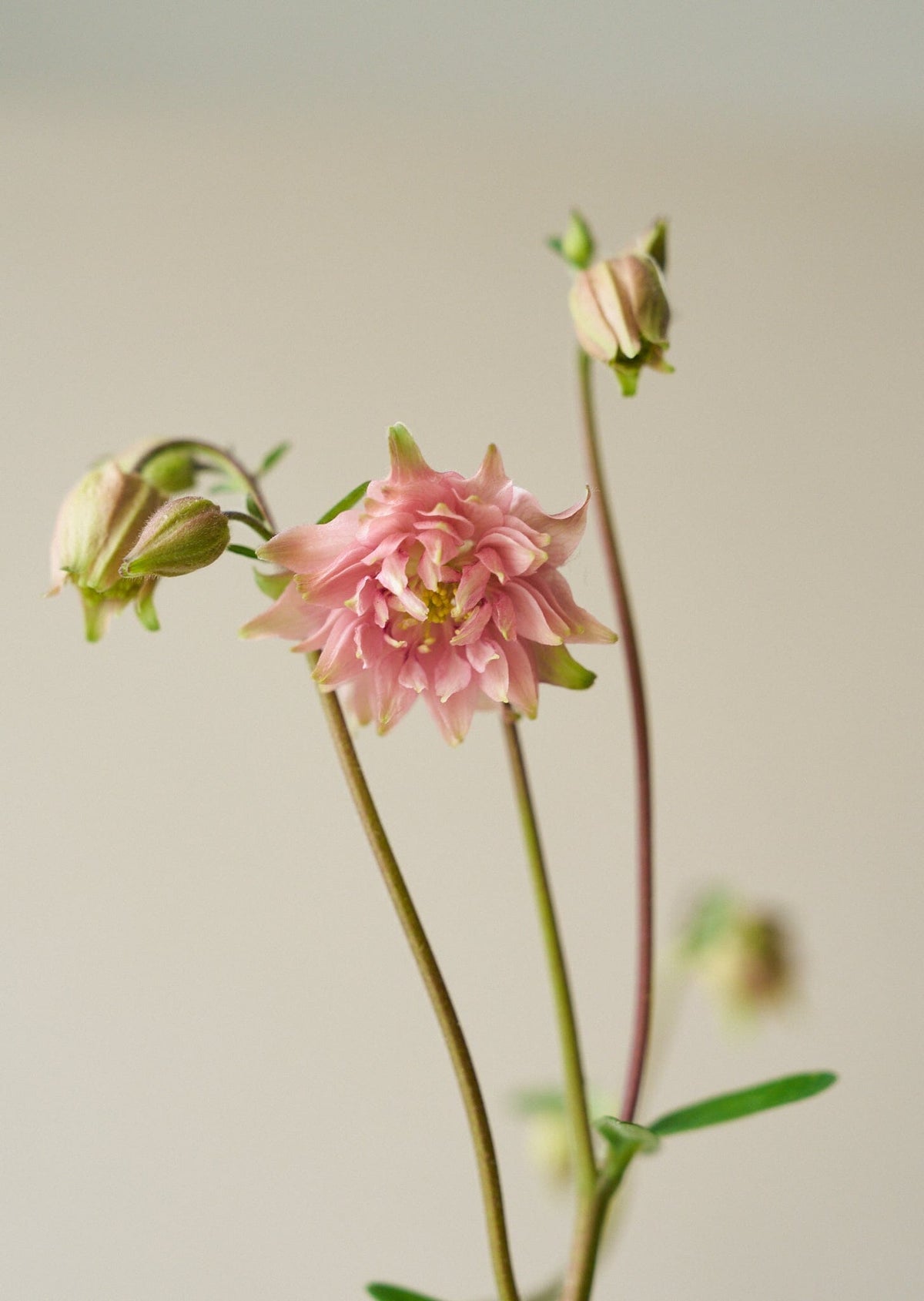Akeleje 'Rose Barlow' Seed 