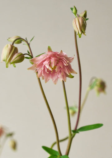 Akeleje 'Rose Barlow' Seed 