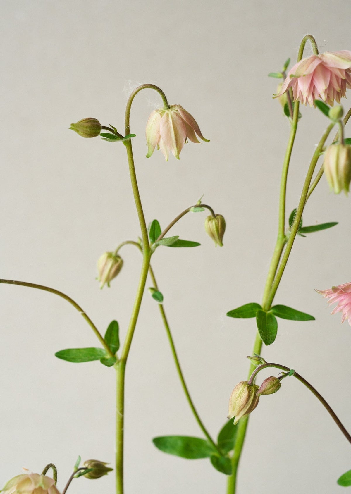 Akeleje 'Rose Barlow' Seed 