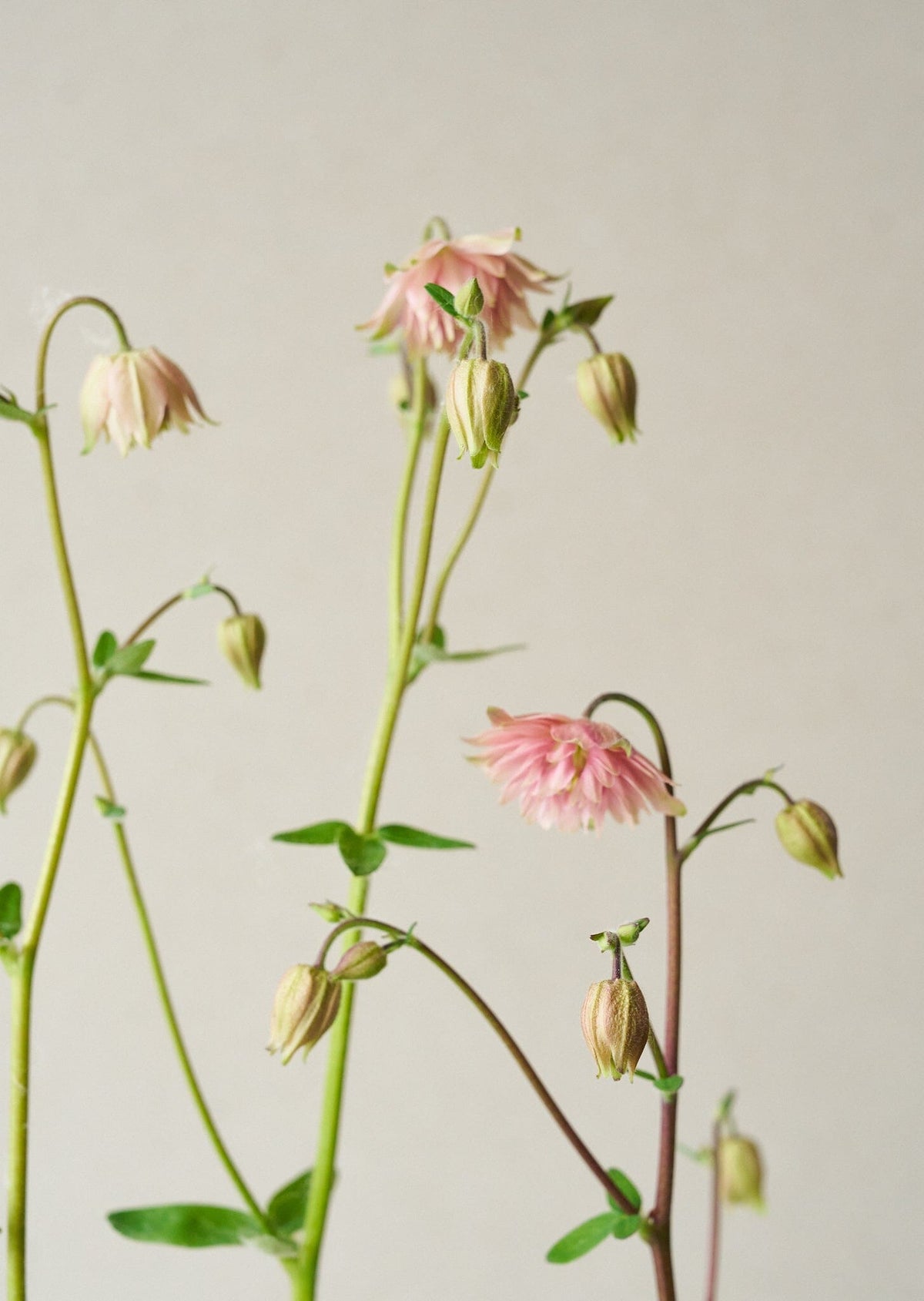 Akeleje 'Rose Barlow' Seed 