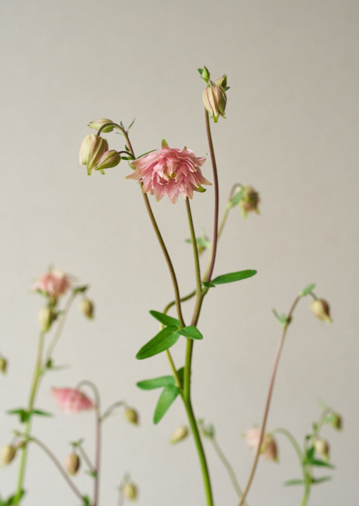 Akeleje 'Rose Barlow' Seed 