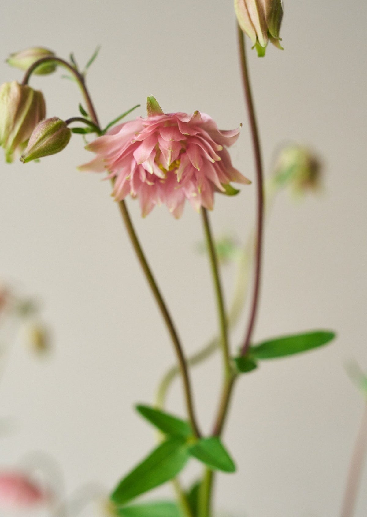 Akeleje 'Rose Barlow' Seed 