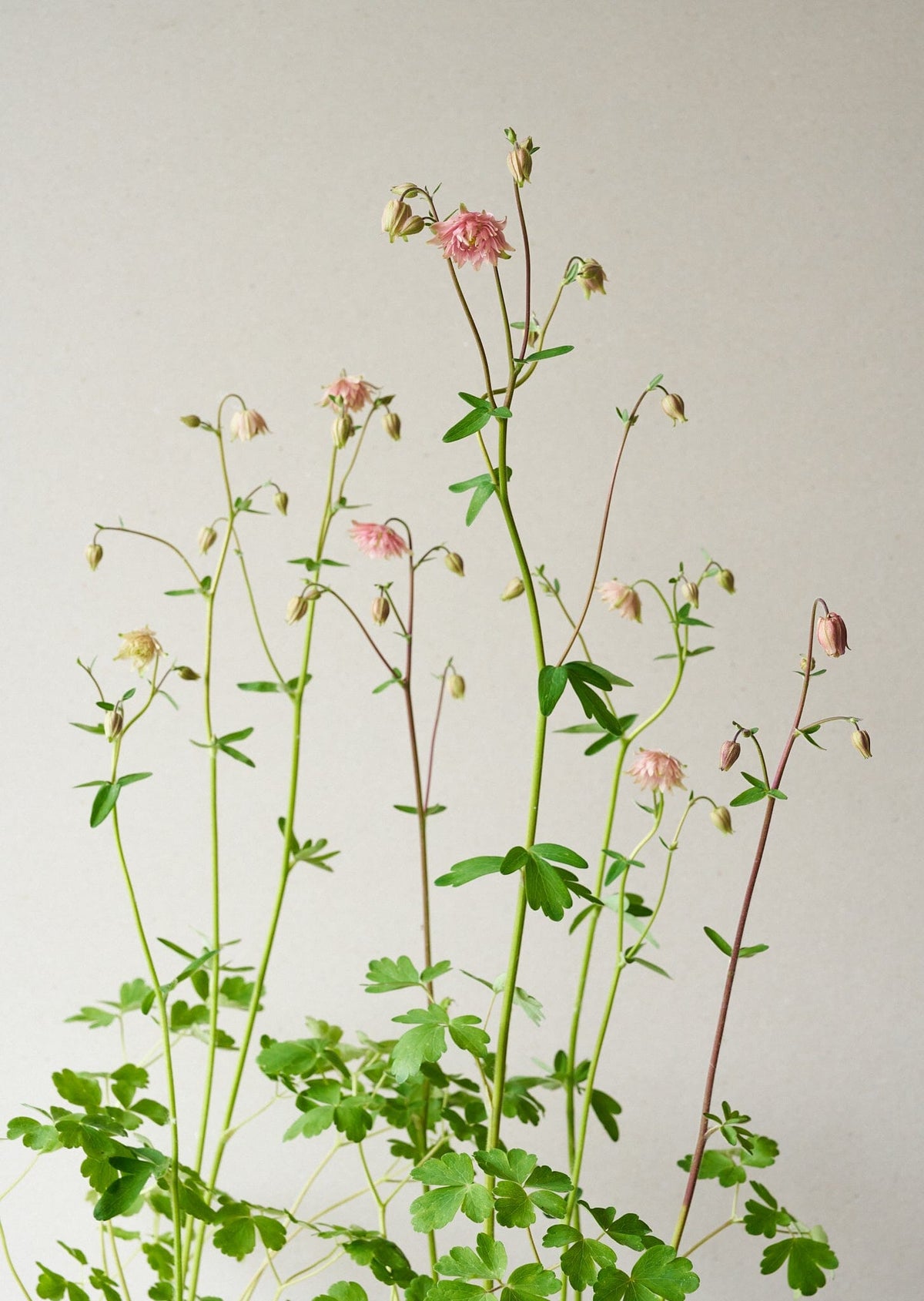 Akeleje 'Rose Barlow' Seed 