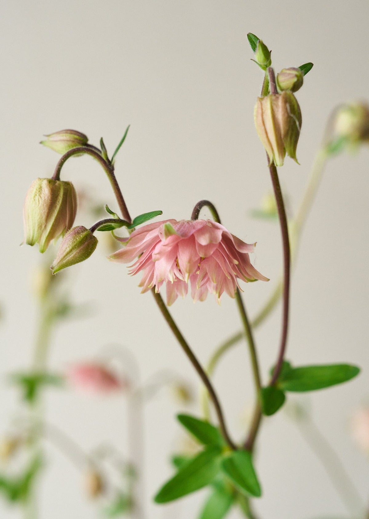 Akeleje 'Rose Barlow' Seed 