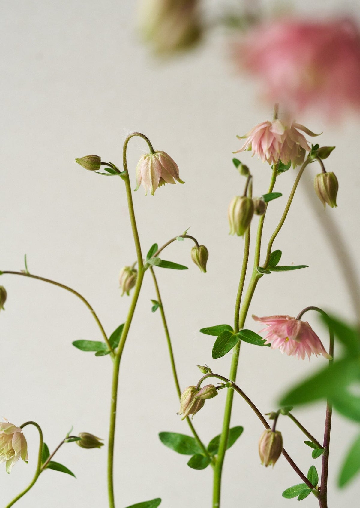 Akeleje 'Rose Barlow' Seed 
