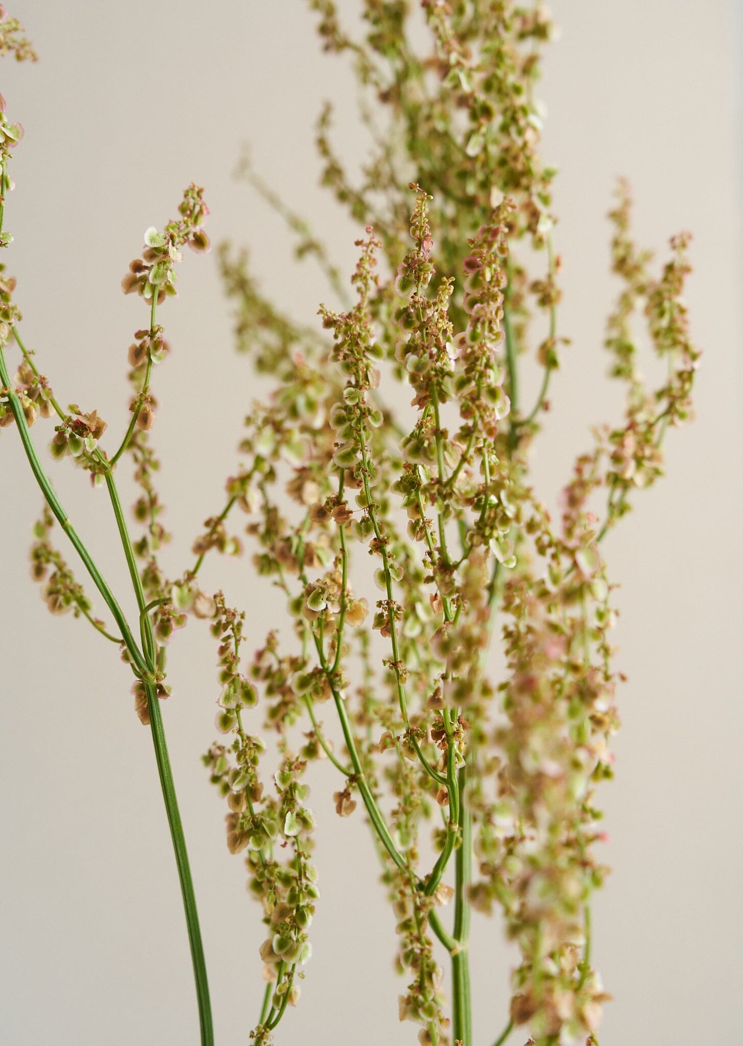 Almindelig Syre Seed 