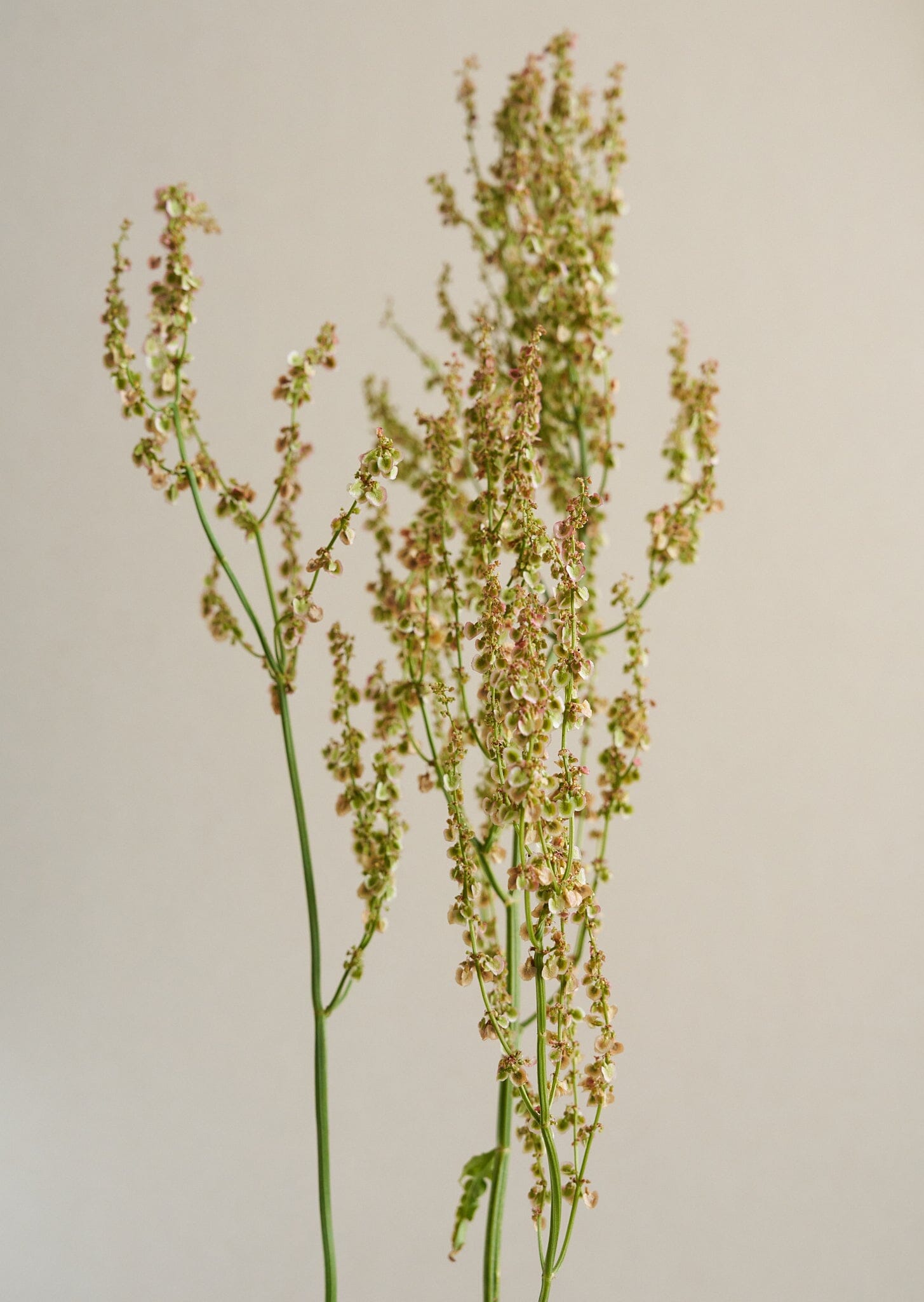 Almindelig Syre Seed 