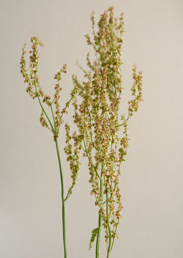 Almindelig Syre Seed 