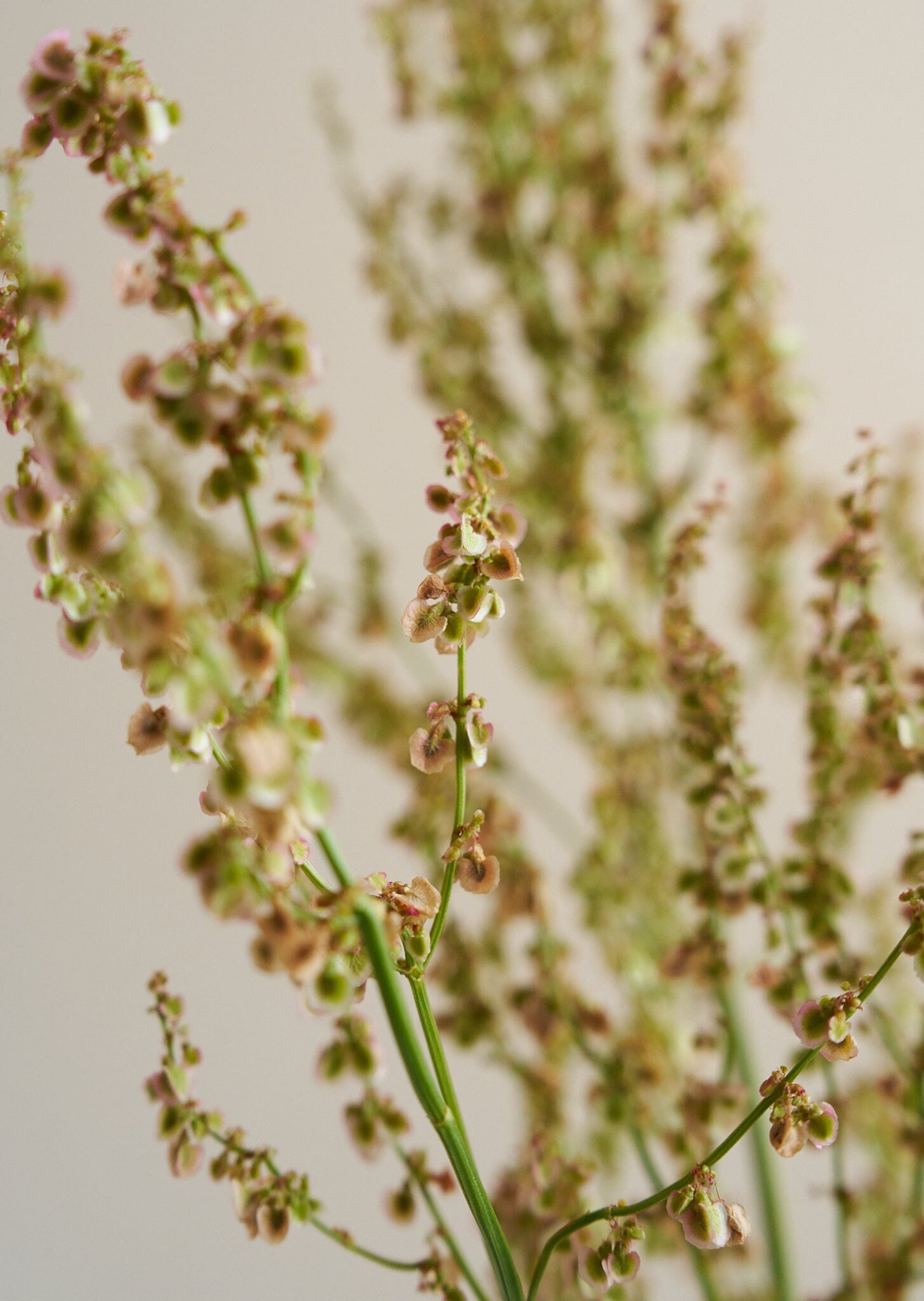 Almindelig Syre Seed 