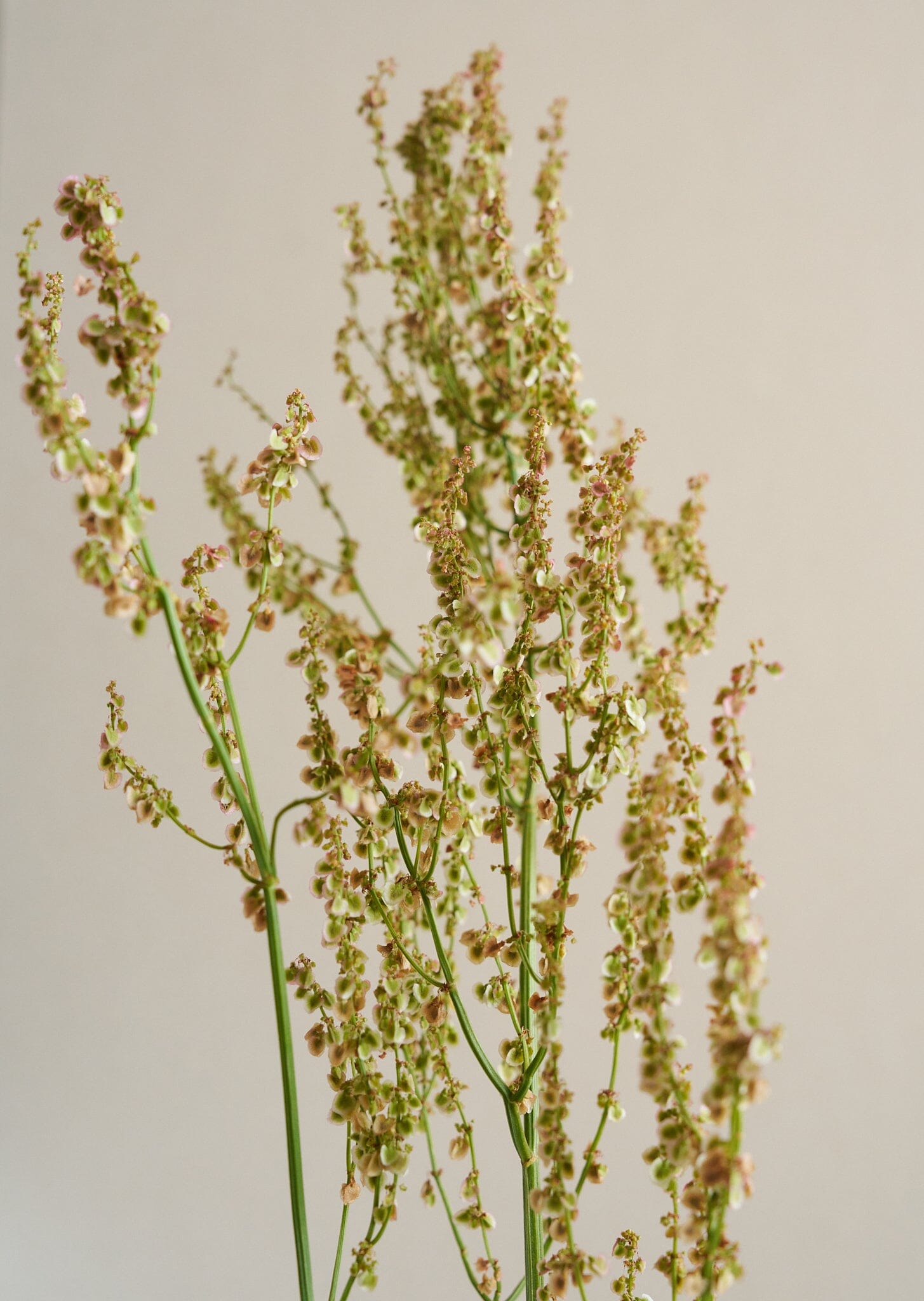 Almindelig Syre Seed 