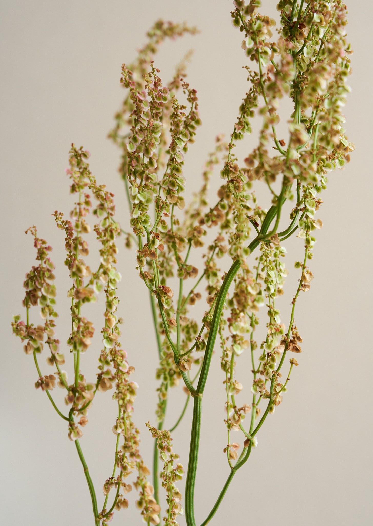 Almindelig Syre Seed 