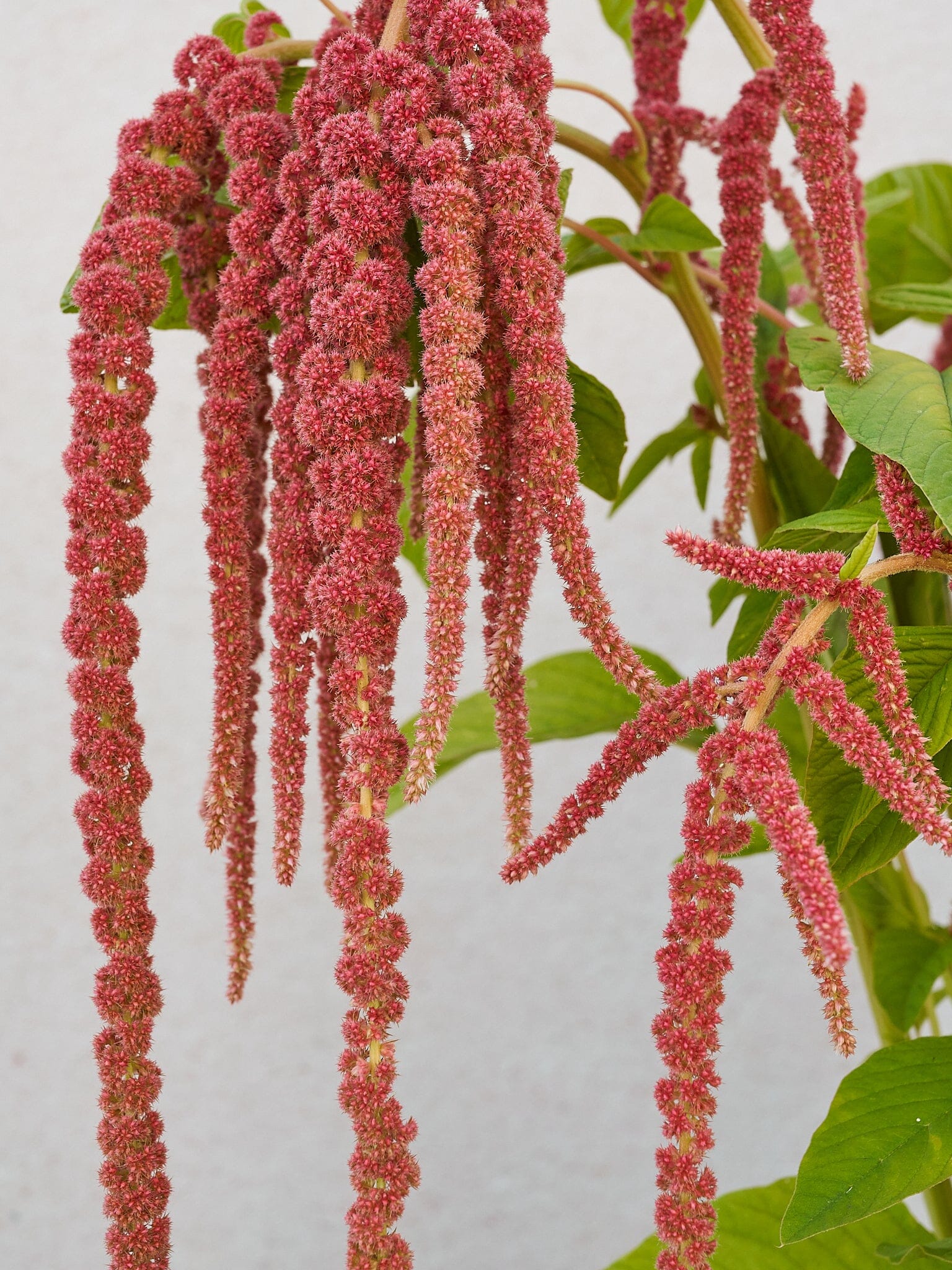 Amarant 'Coral Fountain' Seed 