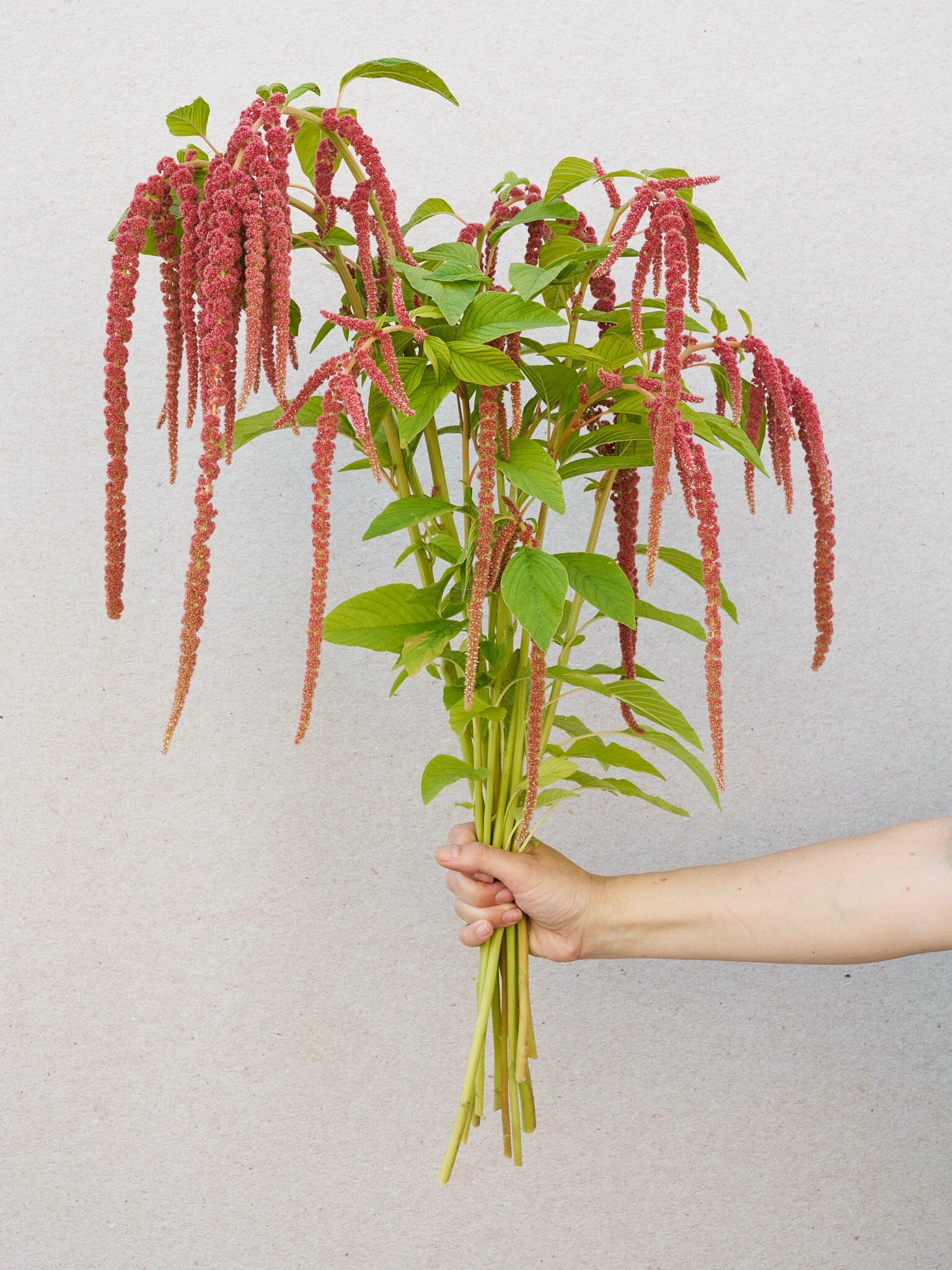 Amarant 'Coral Fountain' Seed 