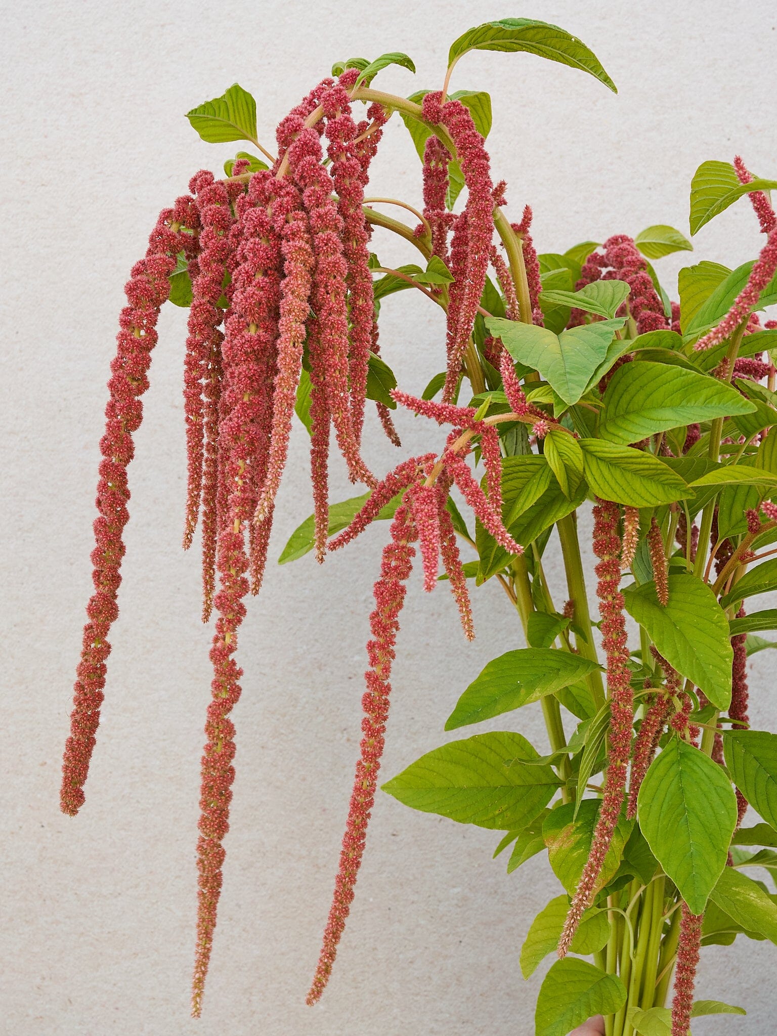 Amarant 'Coral Fountain' Seed 