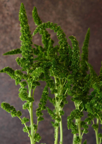 Amarant 'Green Thumb' Seed 