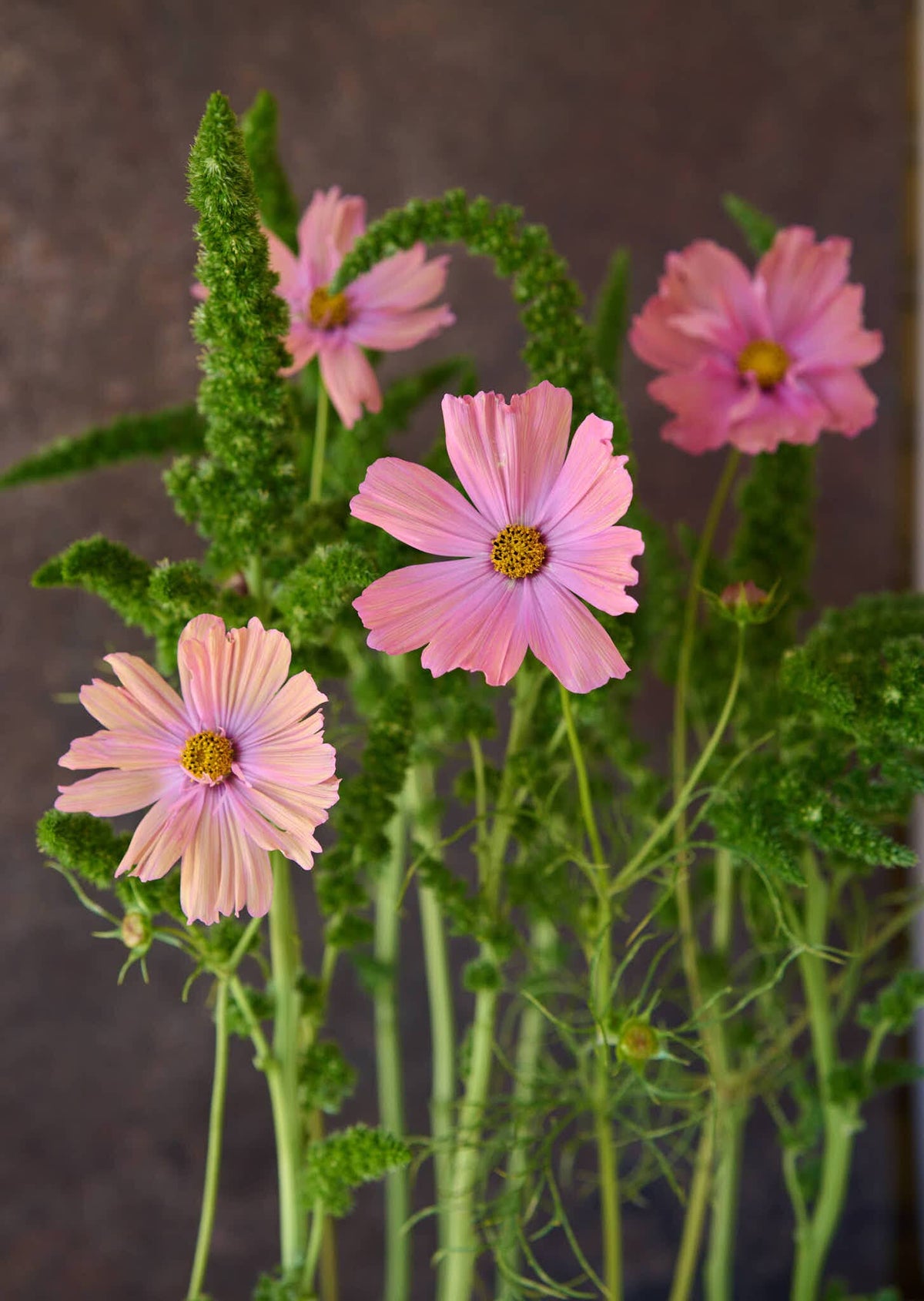 Amarant 'Green Thumb' Seed 