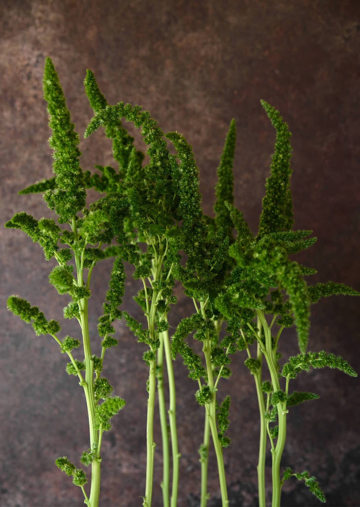 Amarant 'Green Thumb' Seed 