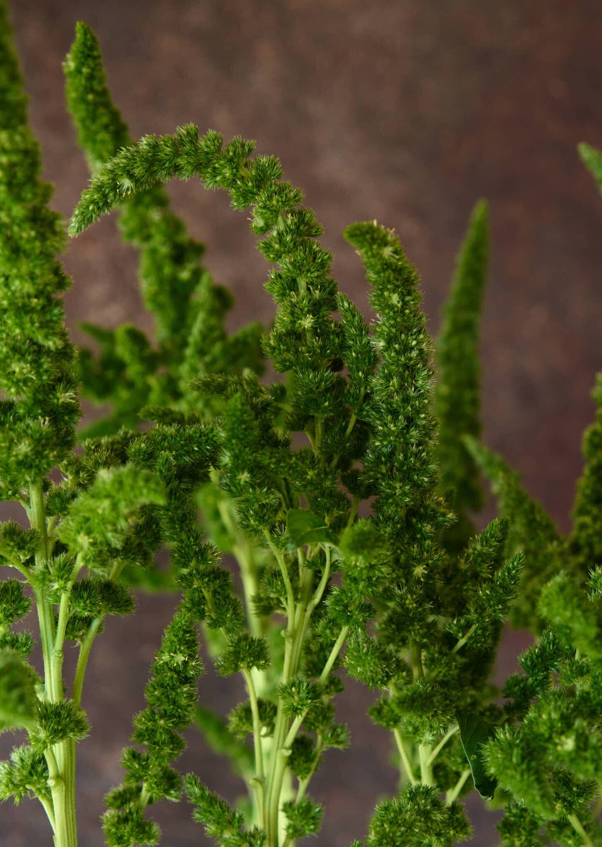Amarant 'Green Thumb' Seed 
