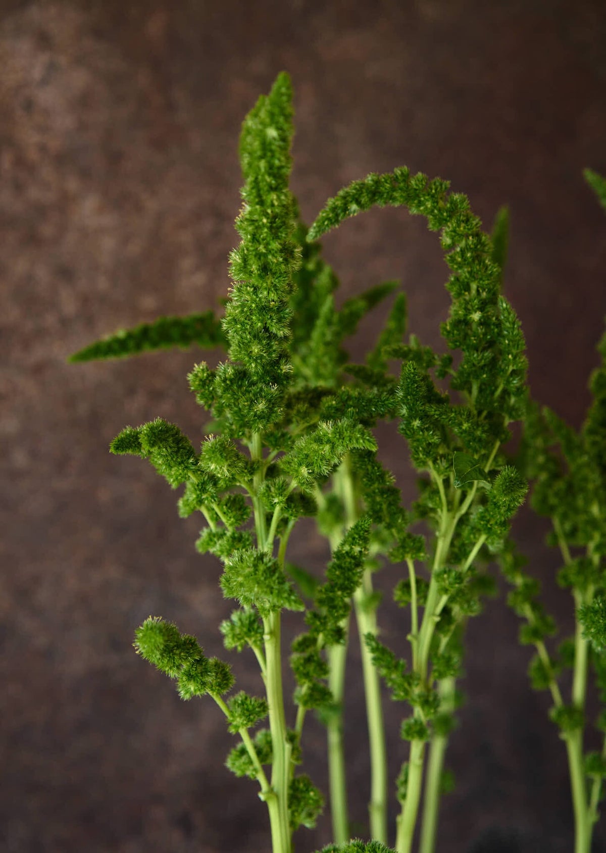 Amarant 'Green Thumb' Seed 