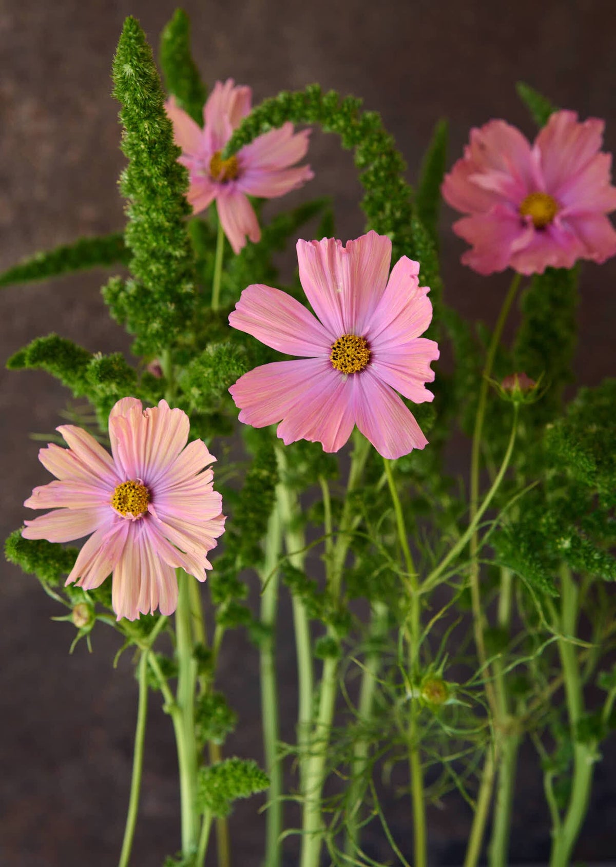 Amarant 'Green Thumb' Seed 