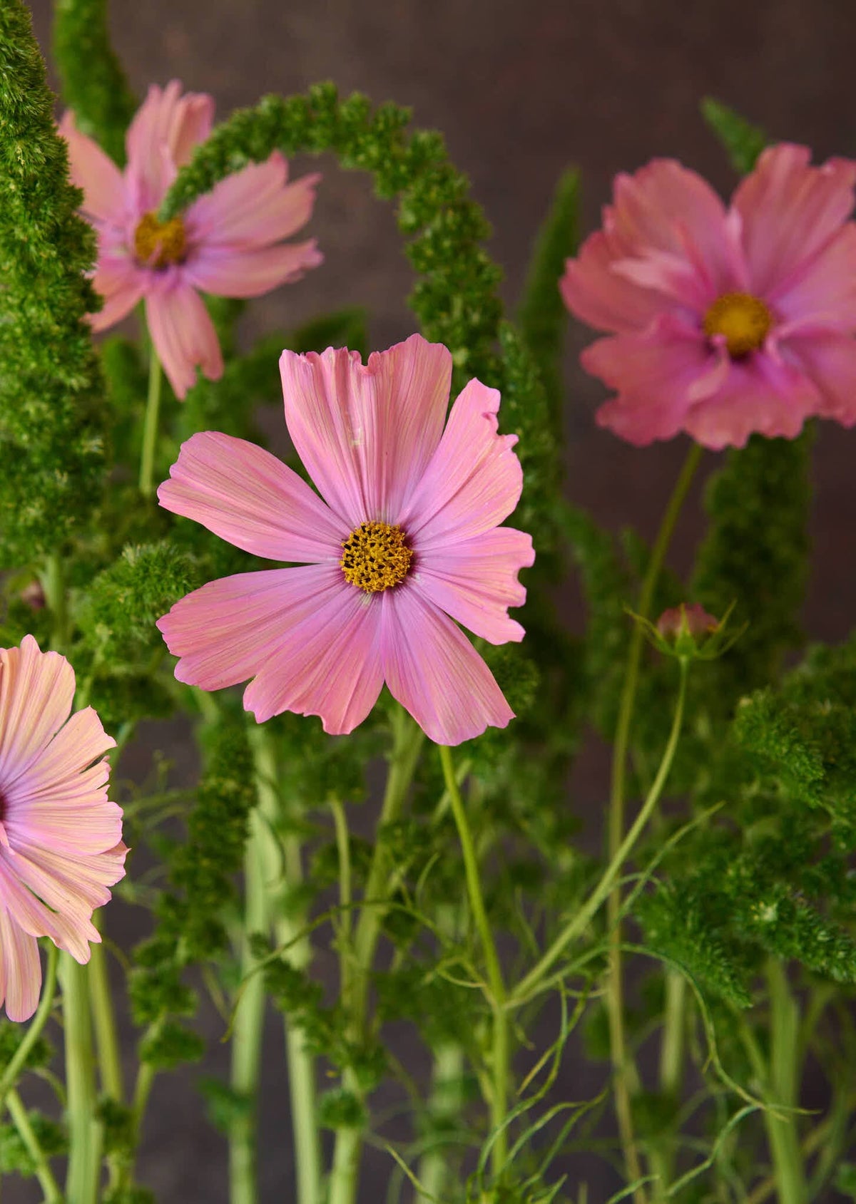 Amarant 'Green Thumb' Seed 
