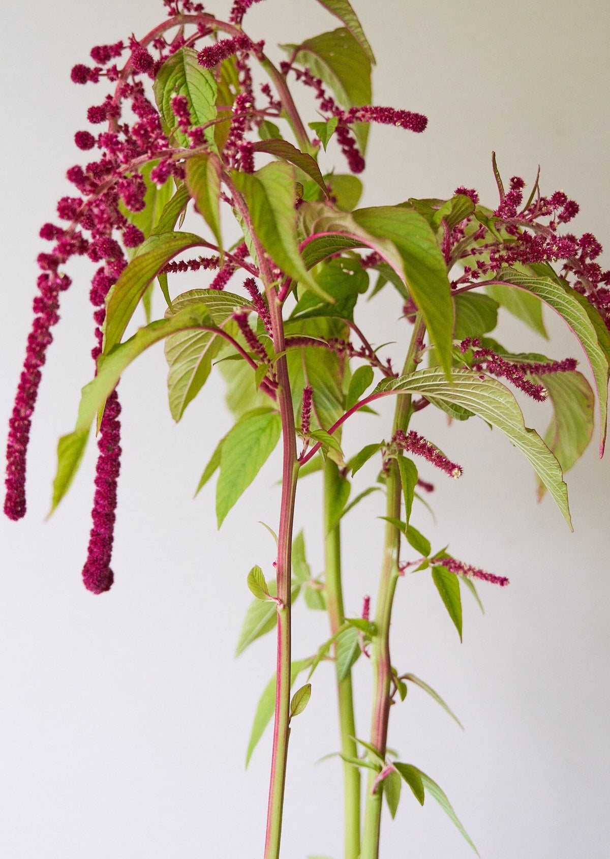 Amarant 'Pony Tails' Seed 