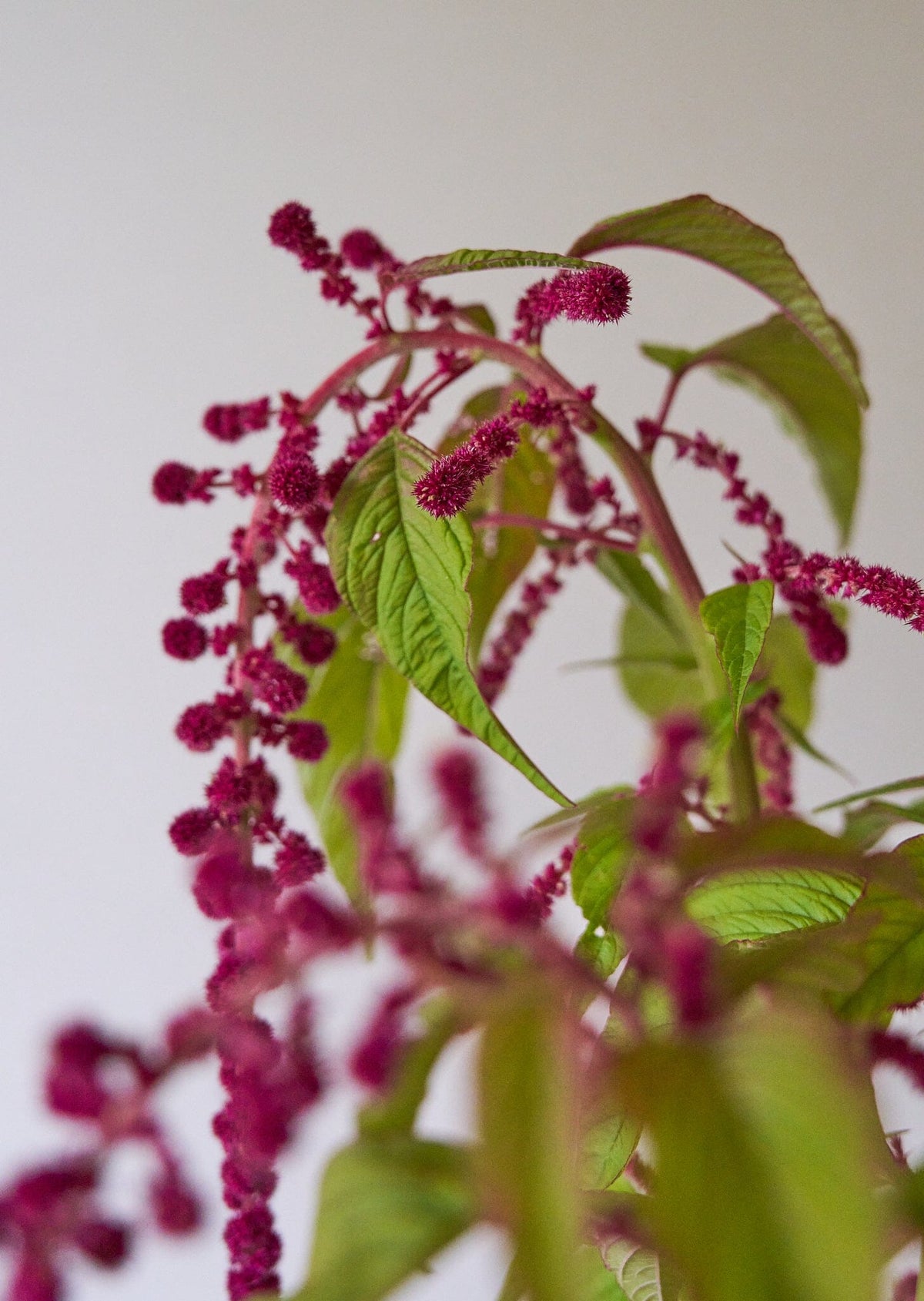 Amarant 'Pony Tails' Seed 
