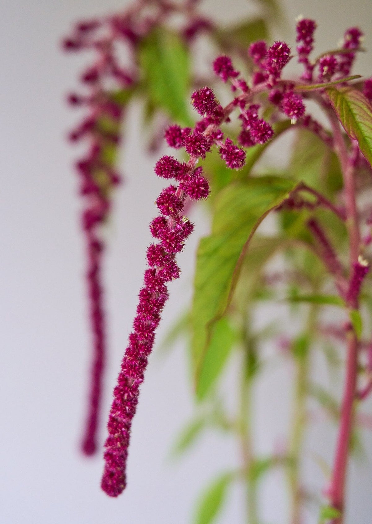 Amarant 'Pony Tails' Seed 