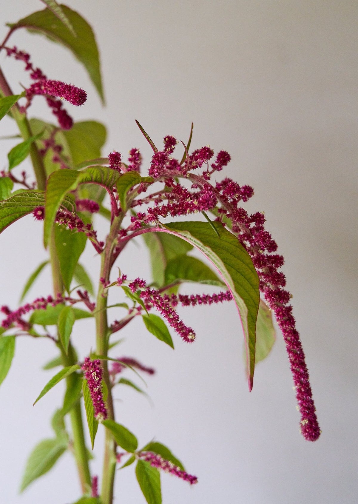 Amarant 'Pony Tails' Seed 