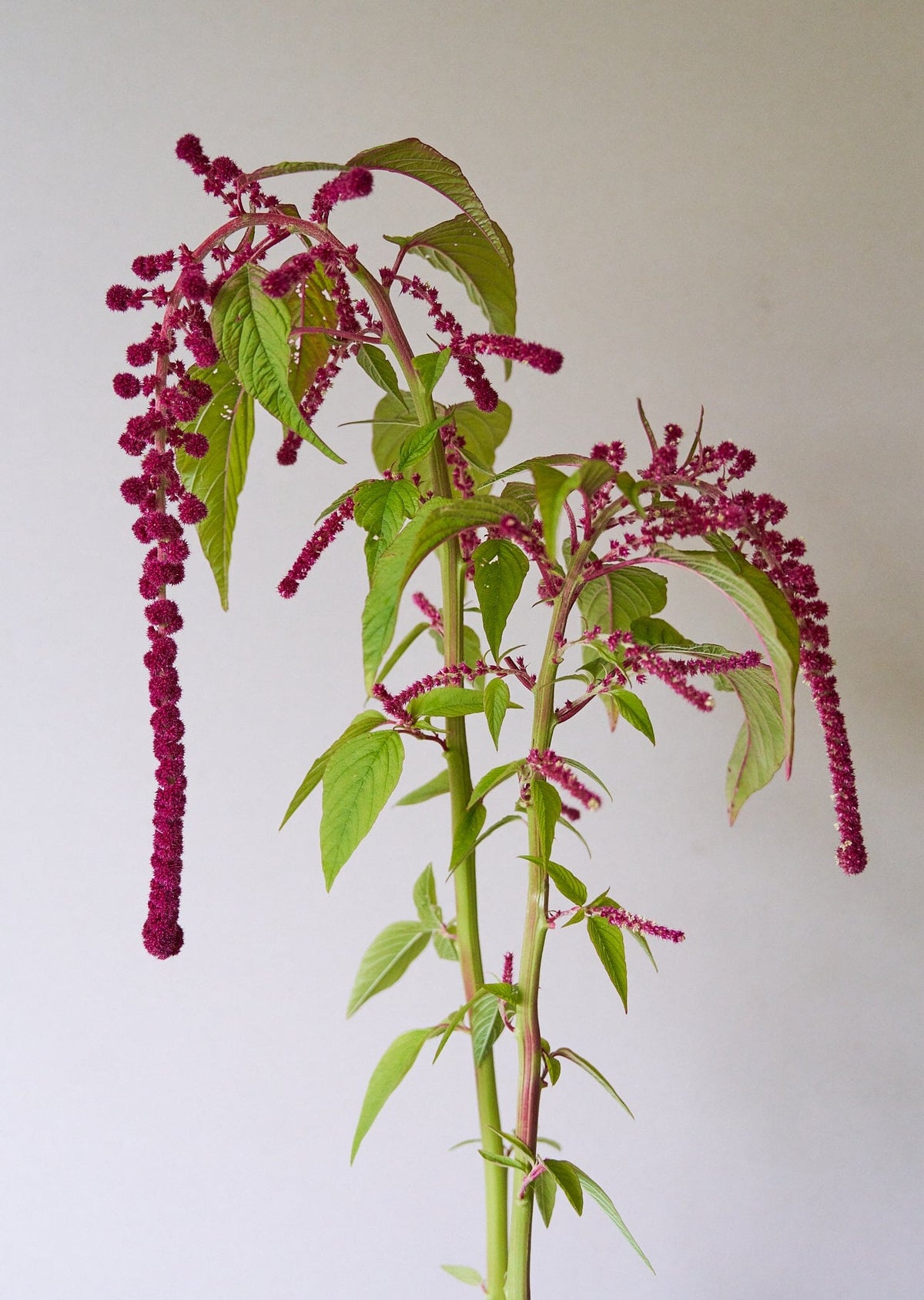 Amarant 'Pony Tails' Seed 
