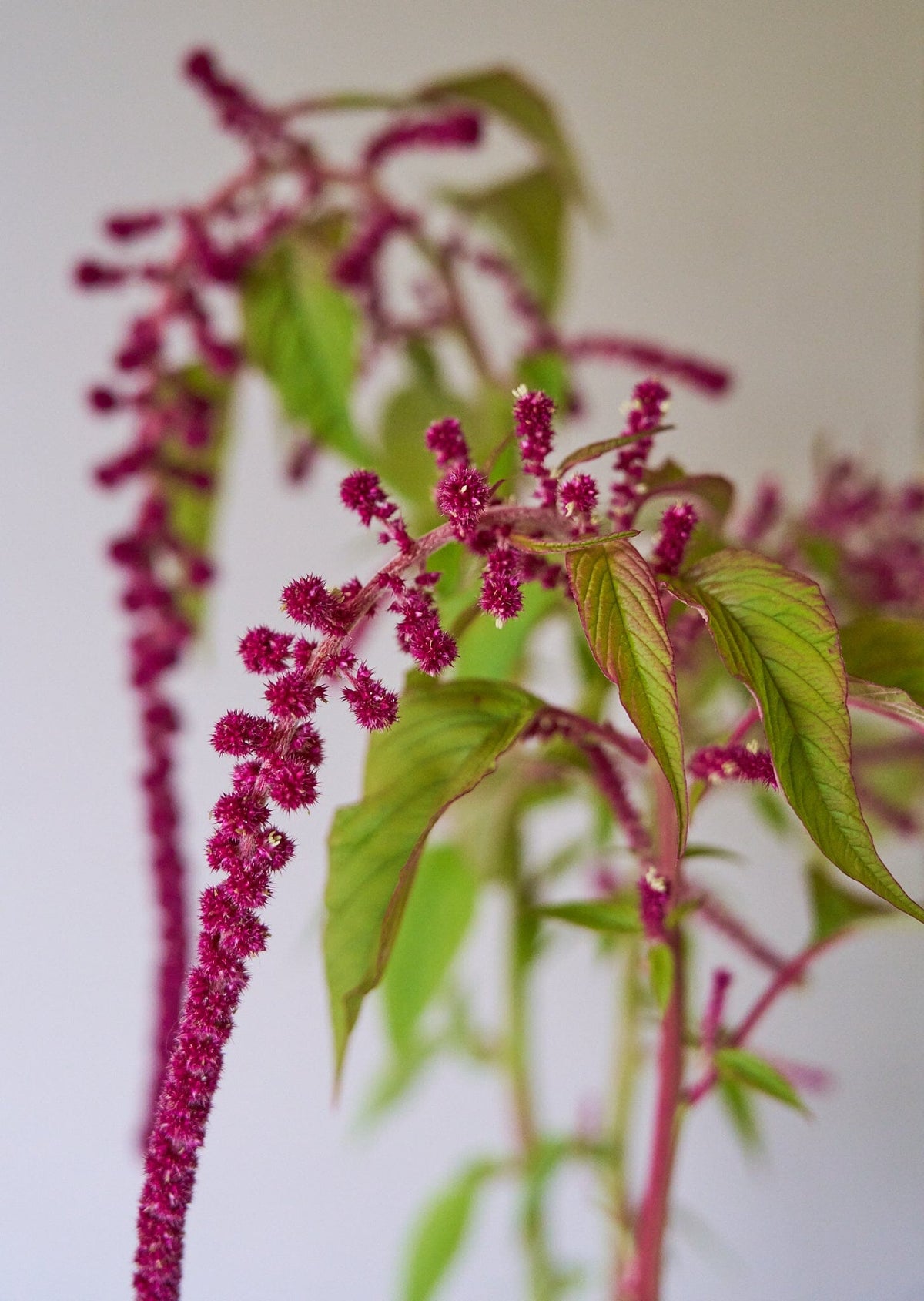 Amarant 'Pony Tails' Seed 