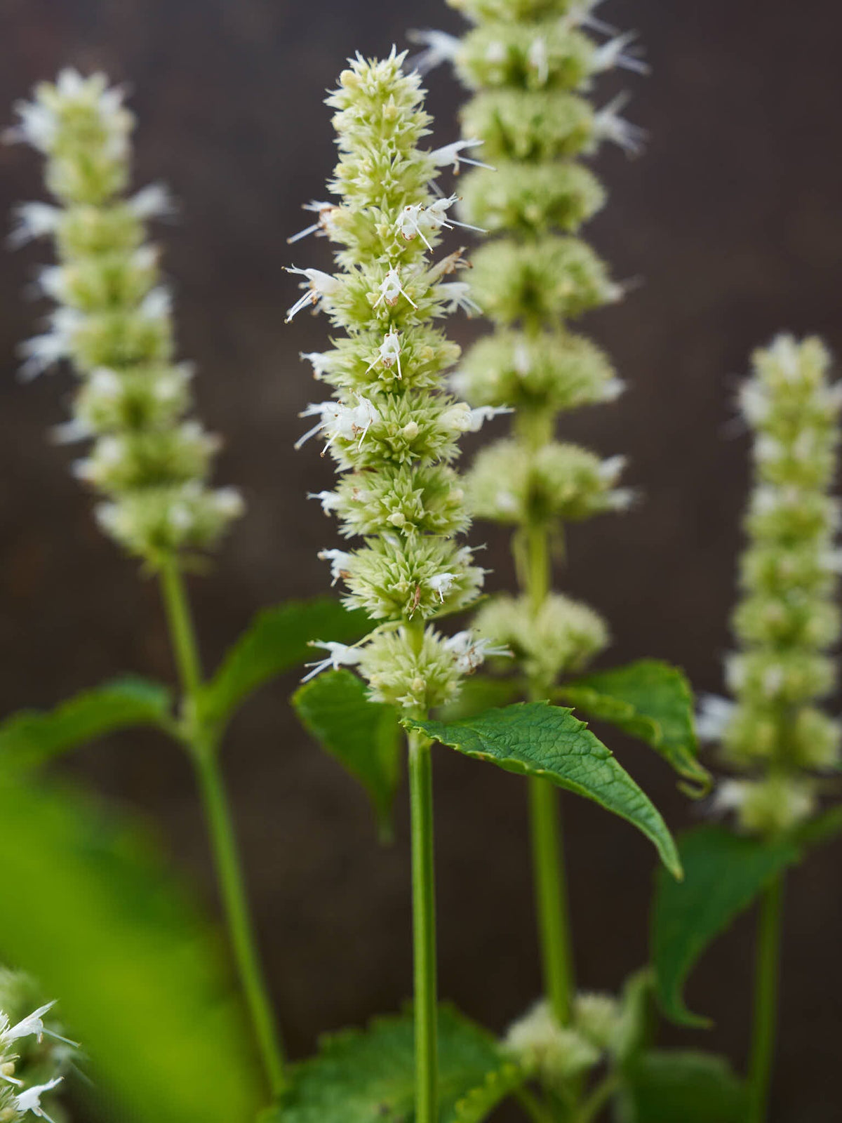 Anisisop 'Liquorice White' Seed 