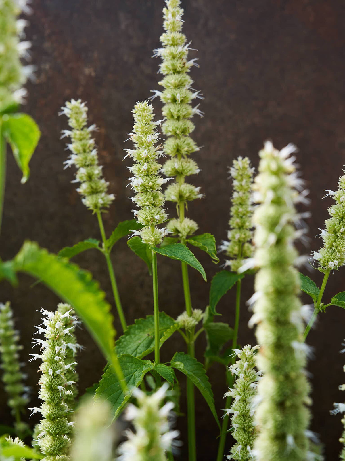 Anisisop 'Liquorice White' Seed 