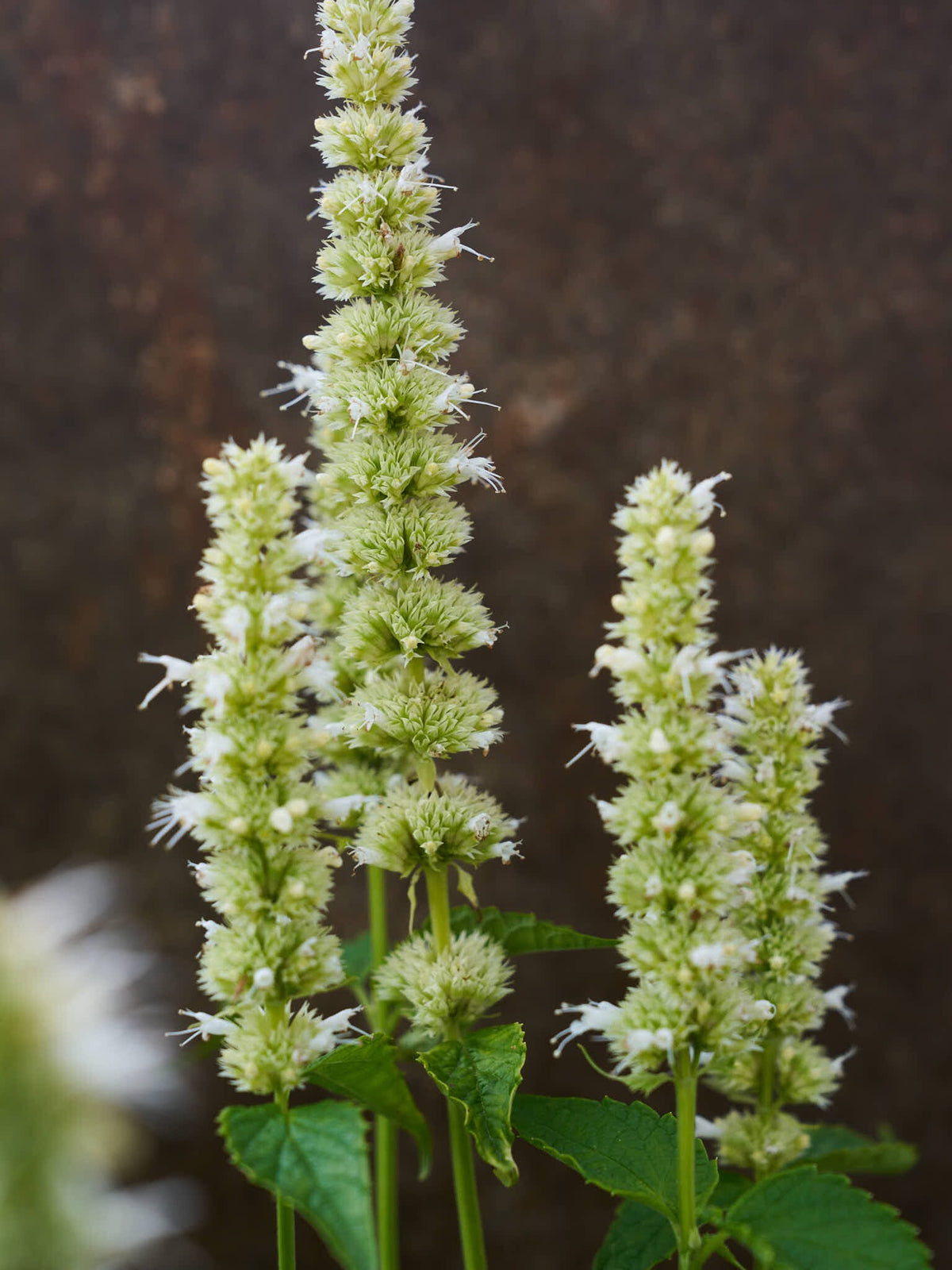 Anisisop 'Liquorice White' Seed 