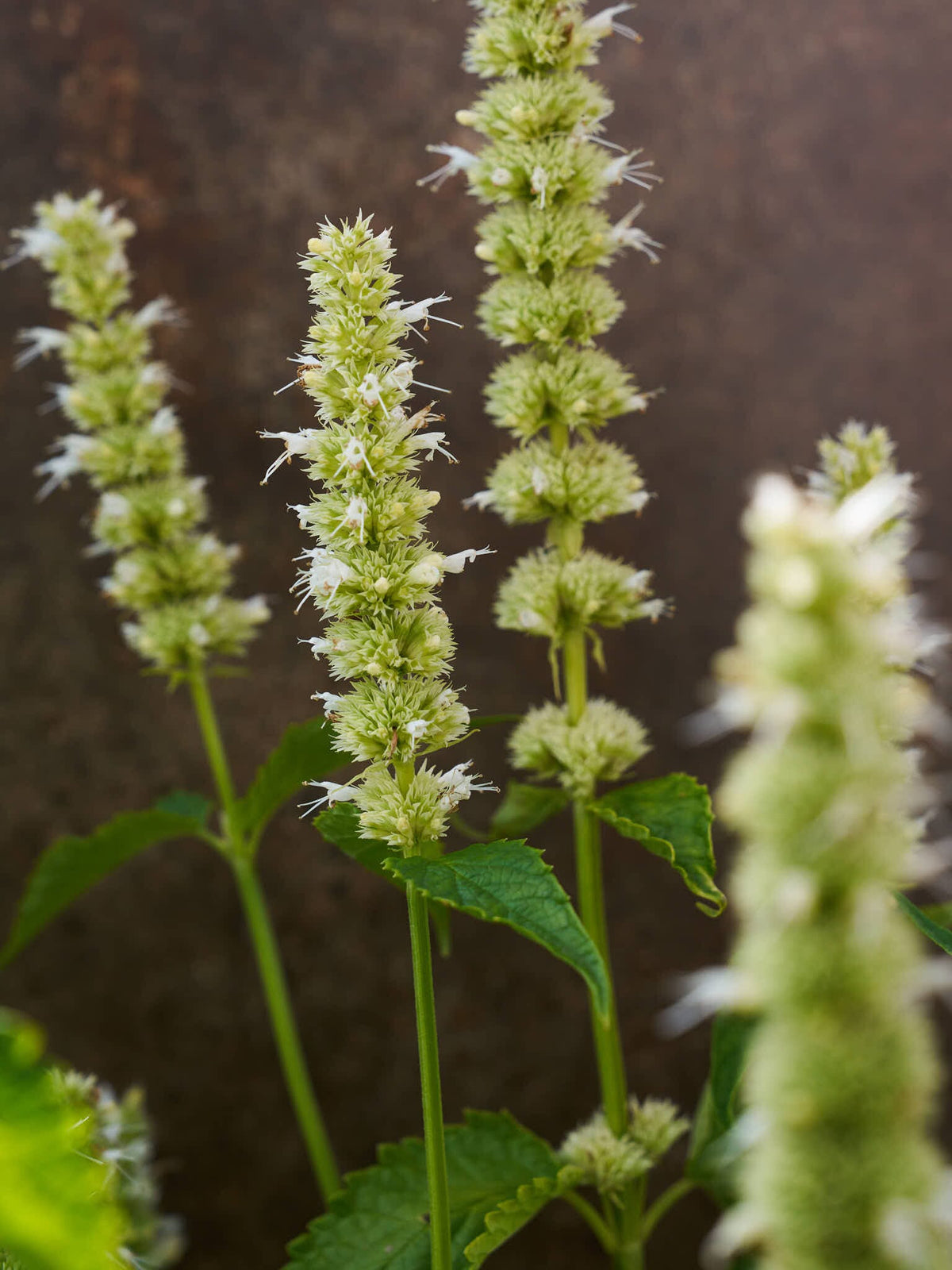 Anisisop 'Liquorice White' Seed 