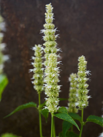 Anisisop 'Liquorice White' Seed 