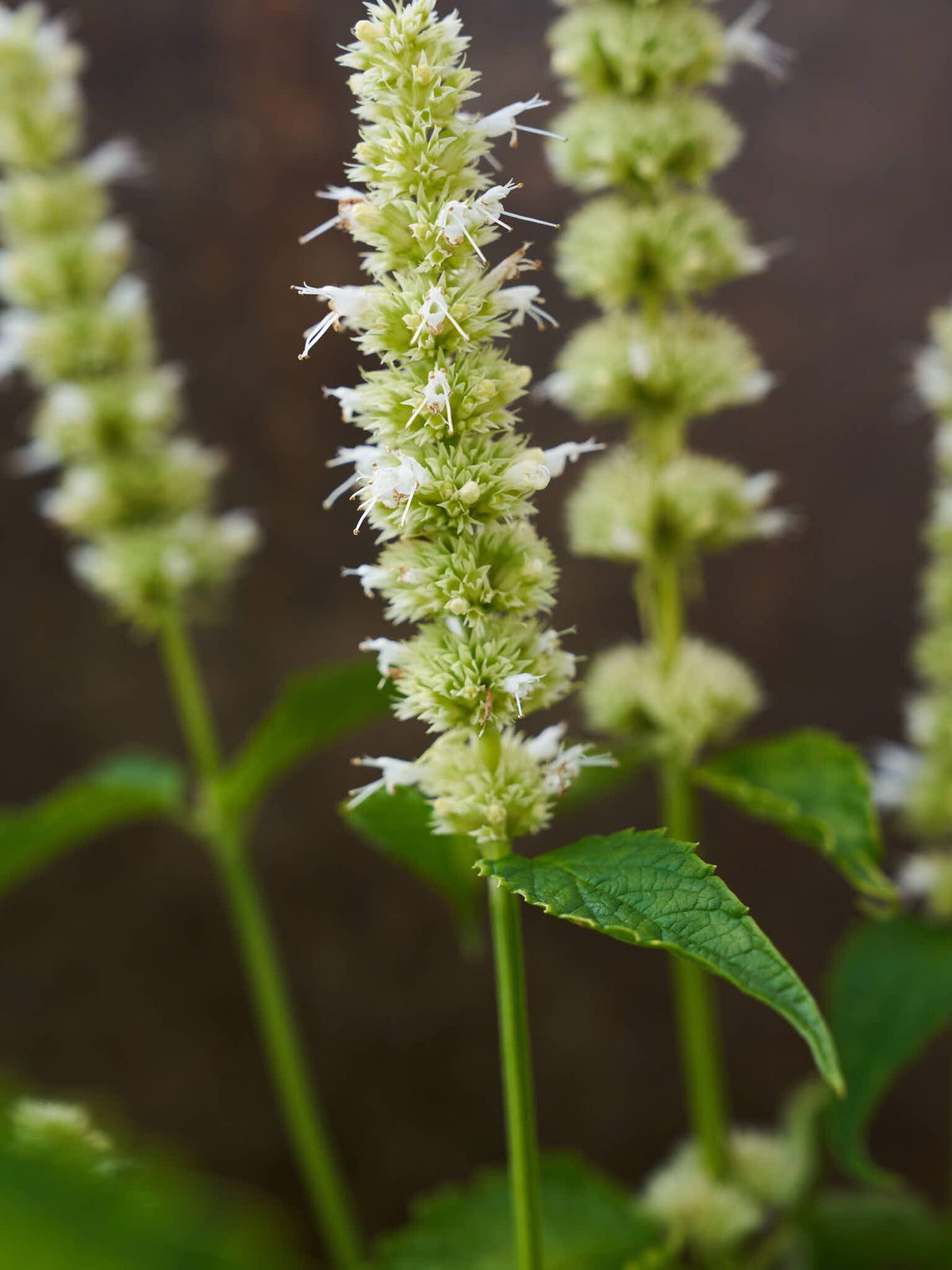 Anisisop 'Liquorice White' Seed 