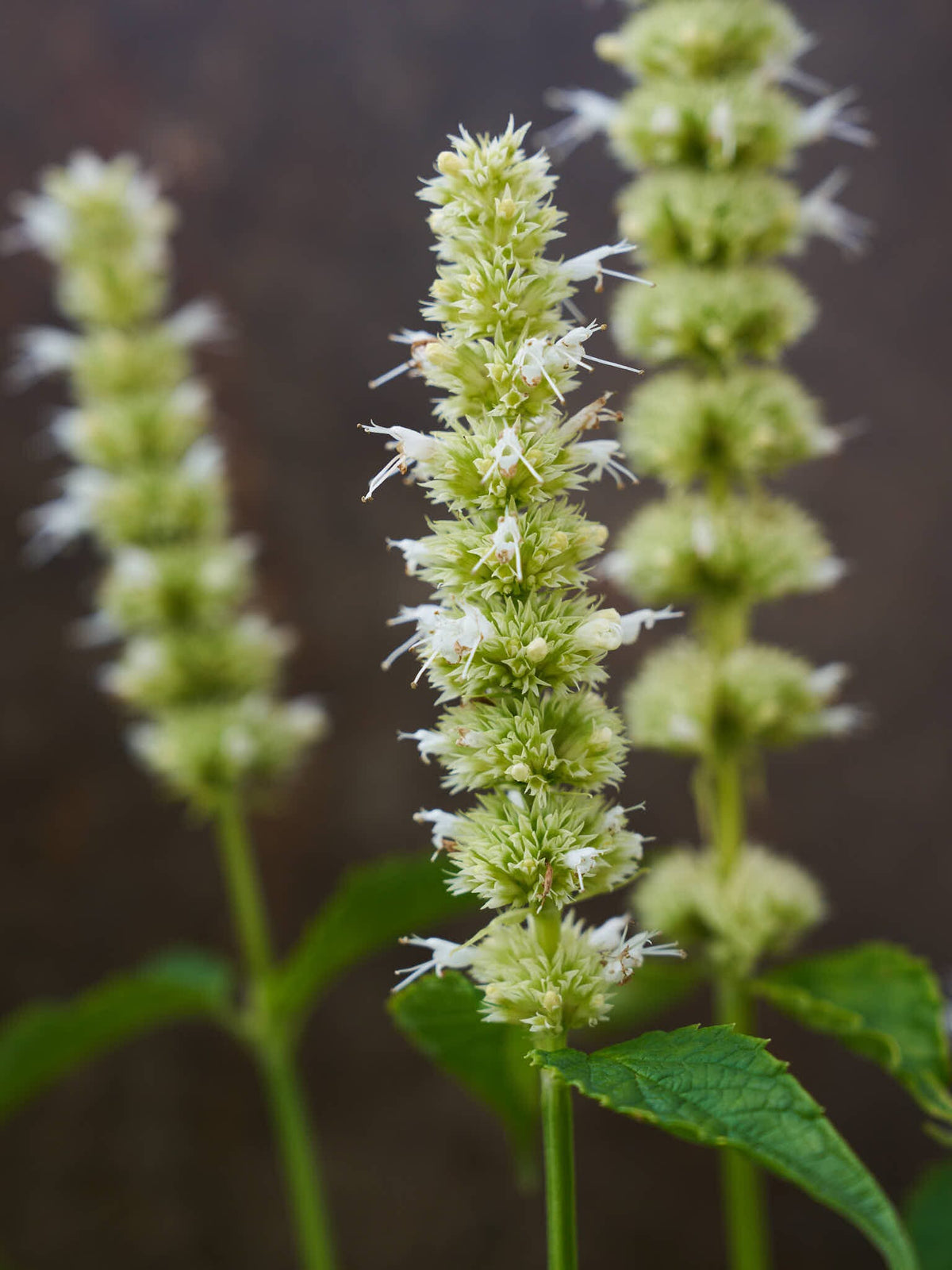 Anisisop 'Liquorice White' Seed 